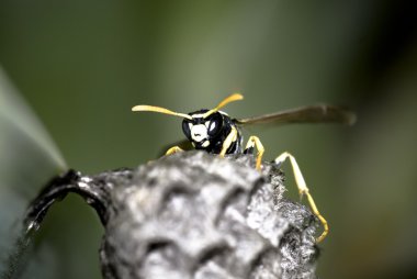 Wasp close up