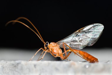 Ichneumon wasp clipart