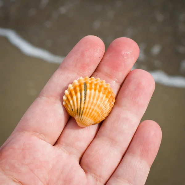 Seashell in a hand — Stock Photo, Image
