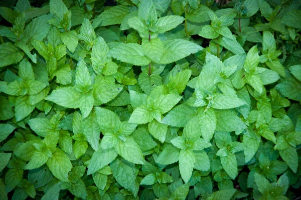 stock image Fresh mint