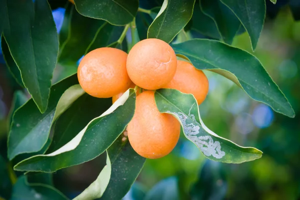 오렌지 나무 — 스톡 사진