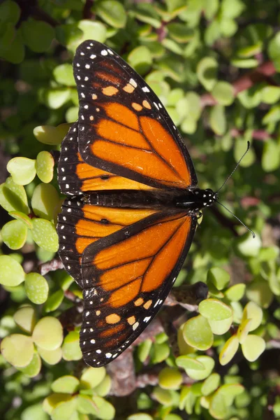 Monarch — Stock Photo, Image