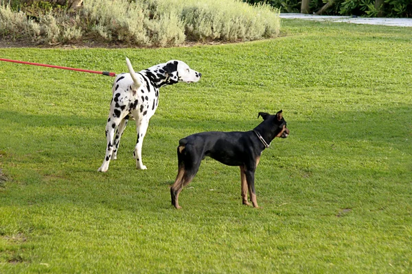 stock image Dogs in a park