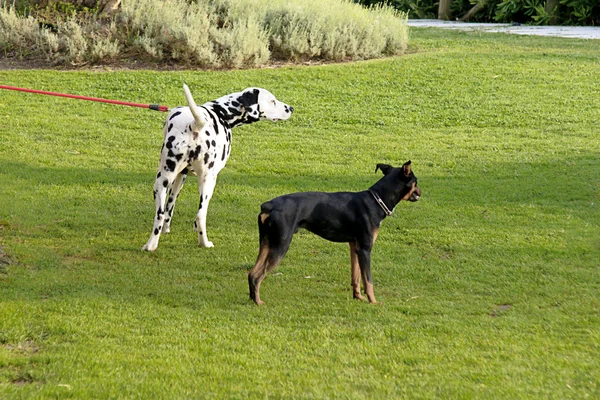 bir parkta köpekler