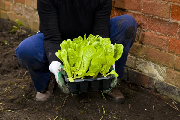 stock image Planting Lettuce