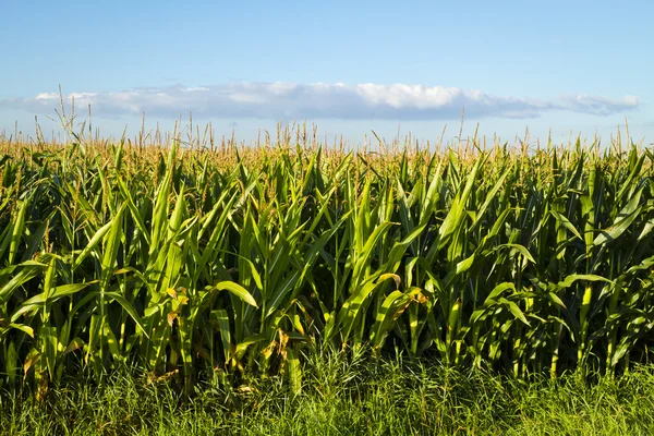 stock image Cornfield and Cloud