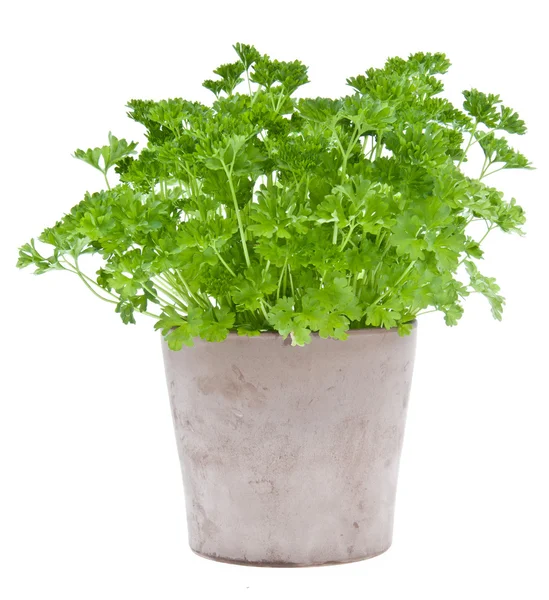 Parsley plant in a flowerpot — Stock Photo, Image
