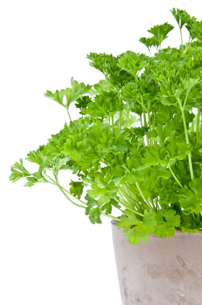 Parsley plant in a flowerpot — Stock Photo, Image