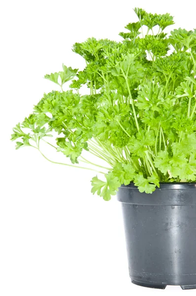 Fresh parsley in black pot — Stock Photo, Image