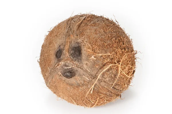 Een kokosnoot op witte achtergrond — Stockfoto