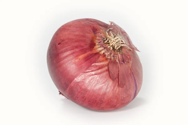 Ένα ενιαίο κρεμμύδι — Φωτογραφία Αρχείου