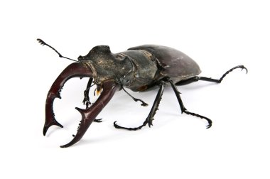 Lucanus Cervus (Stag beetle) clipart