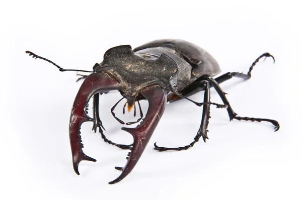 Lucanus Cervus (Stag beetle) — Stok fotoğraf