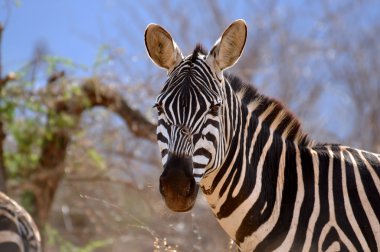 Zebra in the African savannah clipart