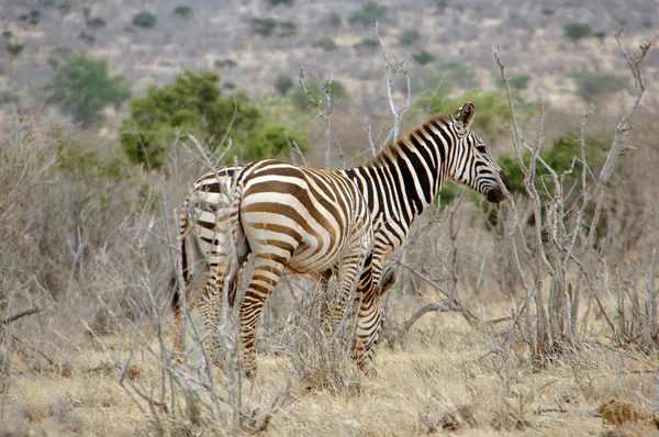 非洲大草原上的斑马a — 图库照片