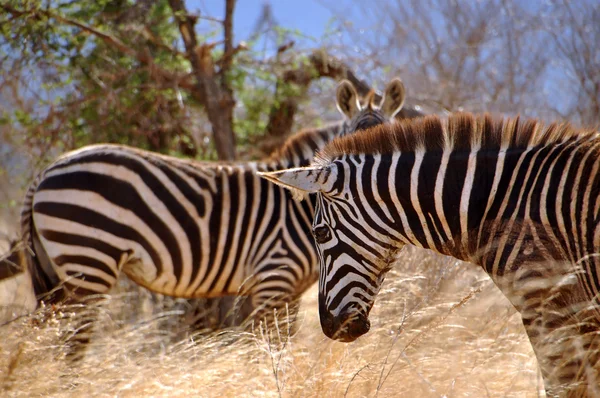 Zebras na savana africana — Fotografia de Stock