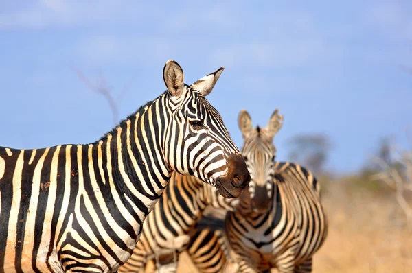 Zebras na savana africana — Fotografia de Stock
