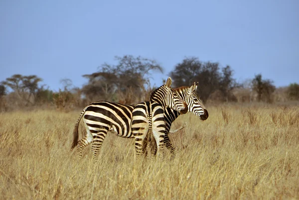 Les zèbres dans la savane africaine — Photo