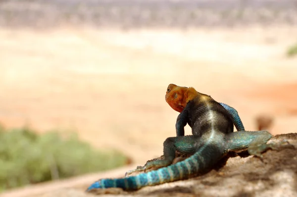 肯尼亚岩石蜥蜴 — 图库照片