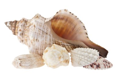 Shells isolated on white background clipart