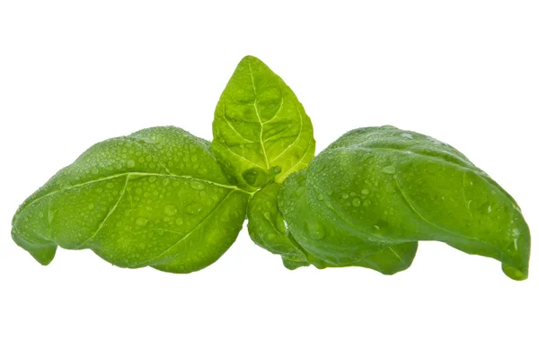 stock image Water wetted basil leaves (with clipping path)