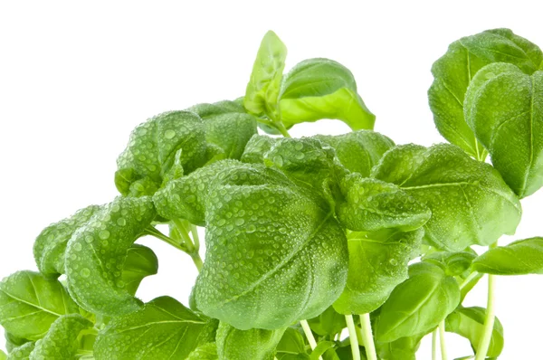 Water wetted basil leaves (with clipping path) — Stock Photo, Image
