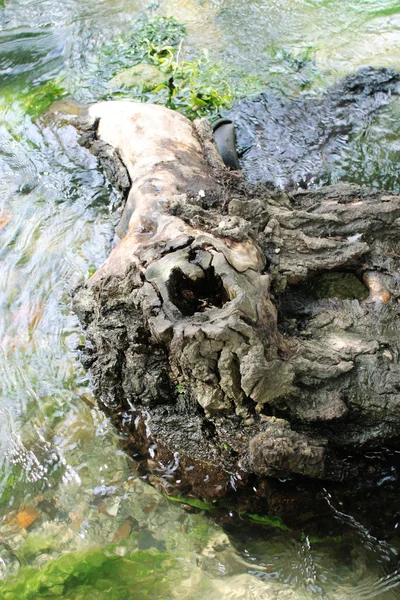 stock image Tree and water