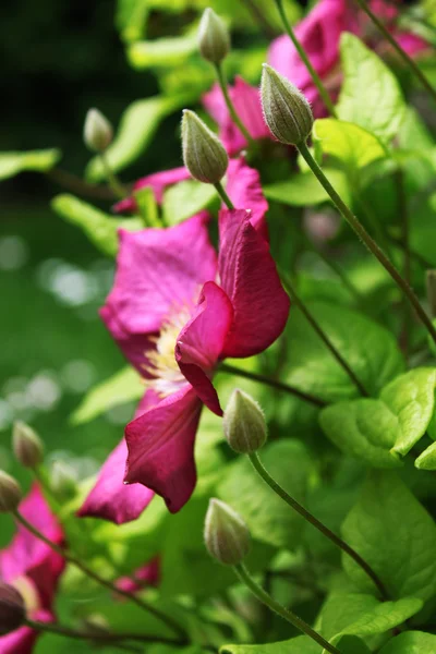 stock image Pink flower