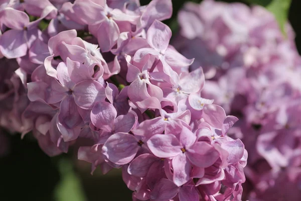 Vackra lila — Stockfoto