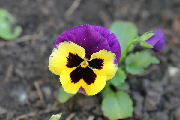 stock image Pansies