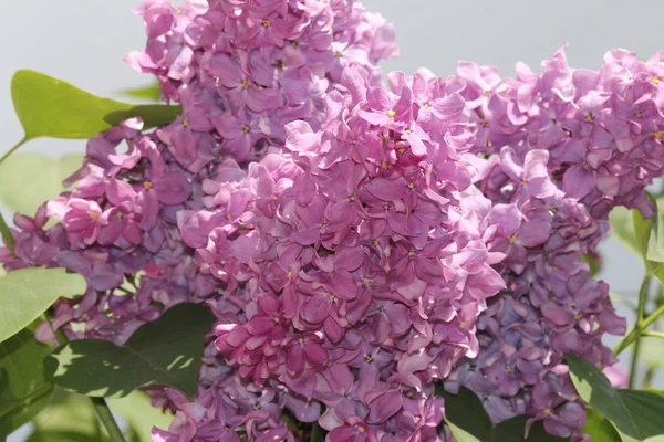 美丽的紫丁香 — 图库照片