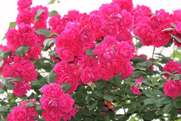 Brightly pink roses — Stock Photo, Image