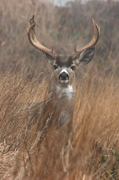 Buck vahşi