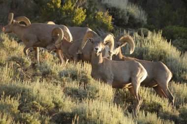 Bighorn koyun