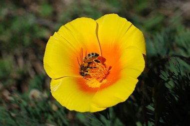 California Poppy clipart