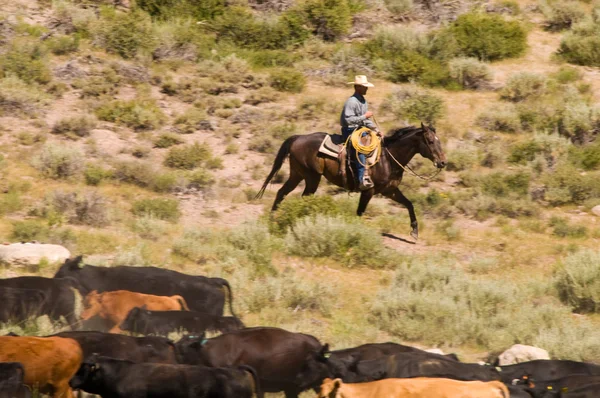 stock image Rounding up Cattle