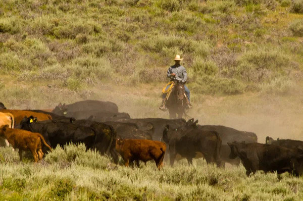 Cowboy und Vieh lizenzfreie Stockbilder