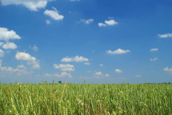 stock image Summer day on field (focus on grass)