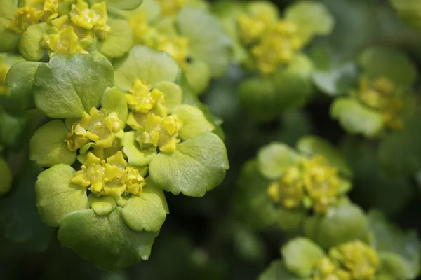 stock image Spring flowers