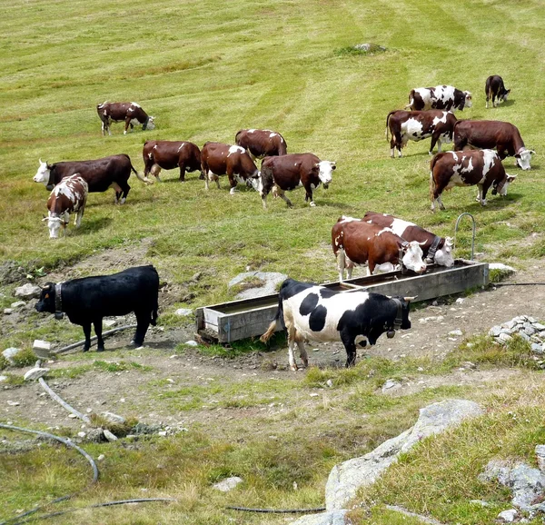 Коровье пастбище Лицензионные Стоковые Фото