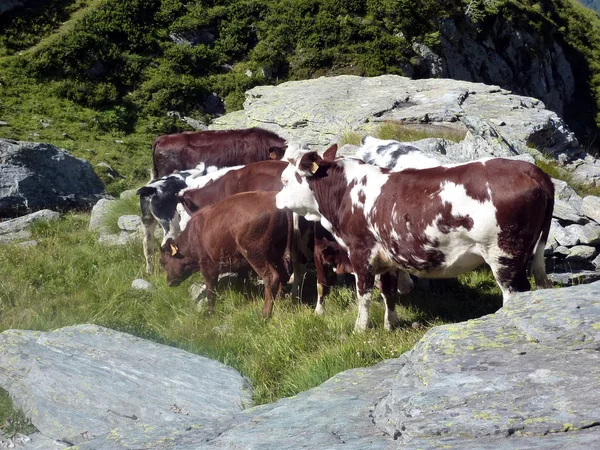 Grupo de terneros en pastos en los Alpes itlaianos —  Fotos de Stock