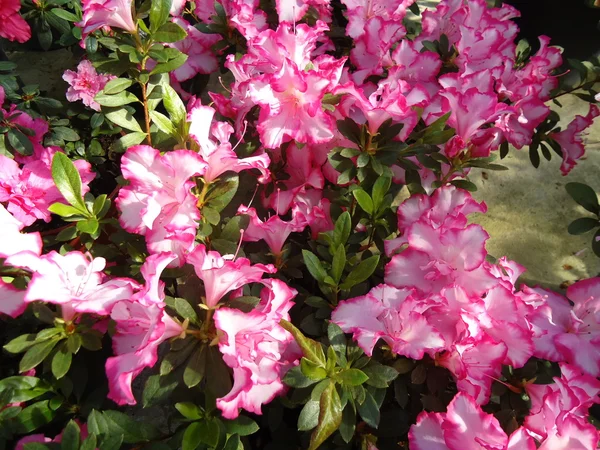 Azálea florida Rhododendron — Fotografia de Stock