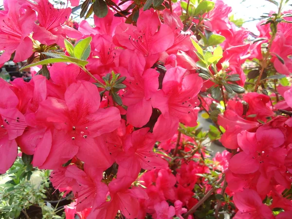 Цветущие азалии Рододендрона — стоковое фото