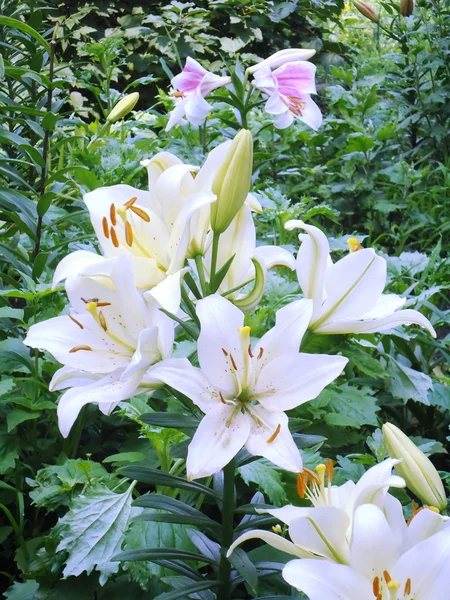 White lilies — Stock Photo, Image