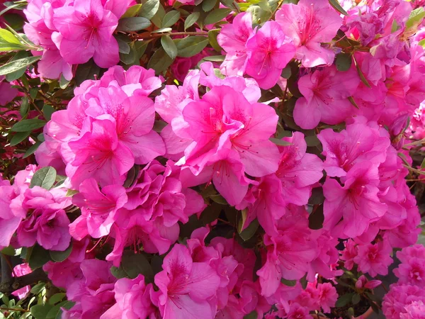 stock image Blooming azaleas