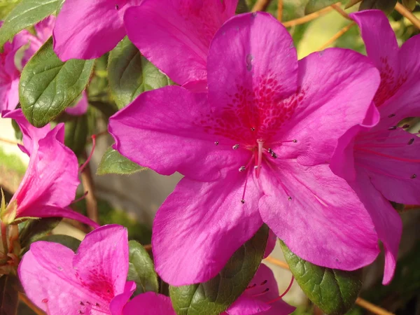 stock image Blooming azaleas