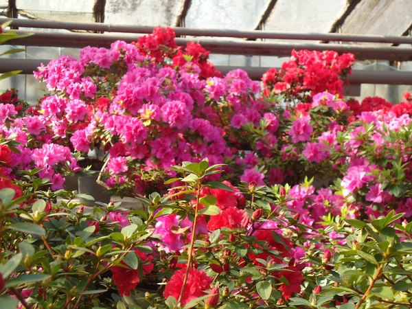 Blooming azaleas — Stock Photo, Image