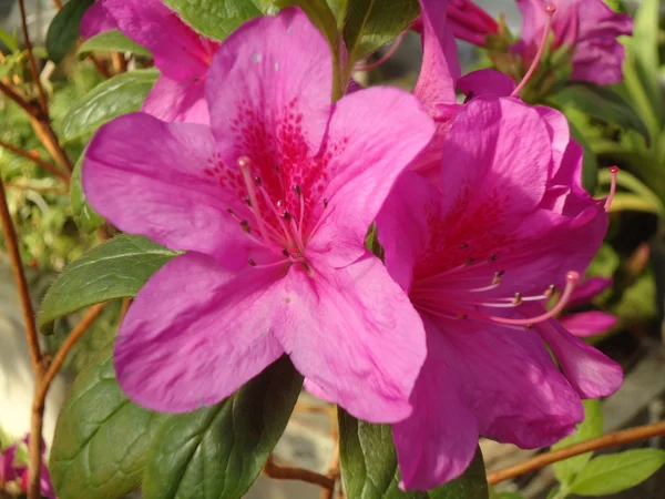 Blommande azalea — Stockfoto