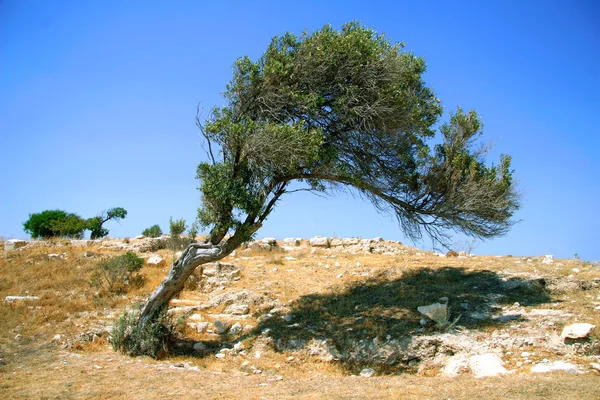 stock image Lonely tree in the middle of the desert