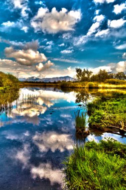 HDR overview of the swamp